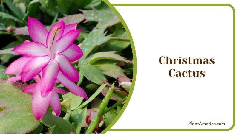 Christmas Cactus Plant America 1