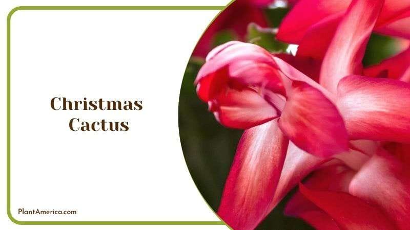 Christmas Cactus Plant Americaq
