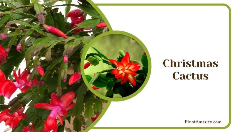 Christmas Cactus Plant Plant America