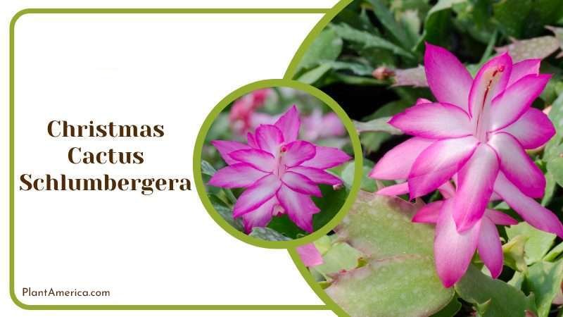 Christmas Cactus Schlumbergera Plant America Christmas Cactus Schlumbergera Plant America