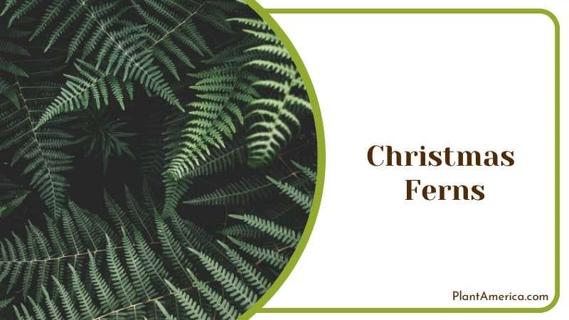 Christmas Ferns Plant America Christmas Ferns Plant America