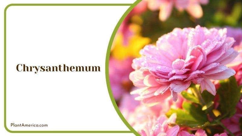 Chrysanthemum PlantAmerica