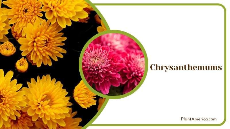 Chrysanthemums Can be consumed as herbal tea Plant America Chrysanthemums Can be consumed as herbal tea Plant America