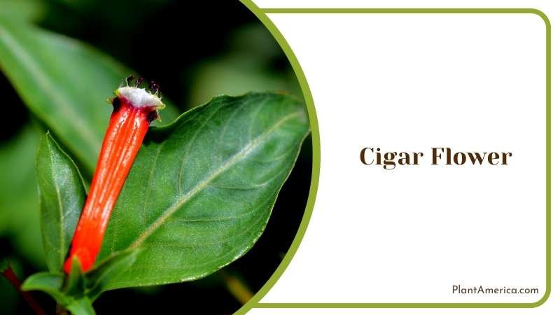 Cigar Shaped Flowers of Cigar Flower Plant America