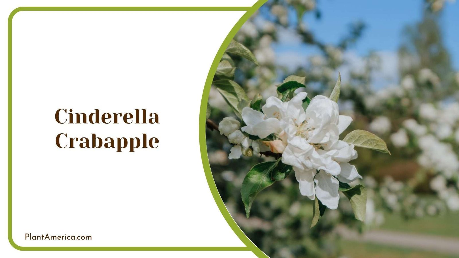Cinderella Crabapple Plant America