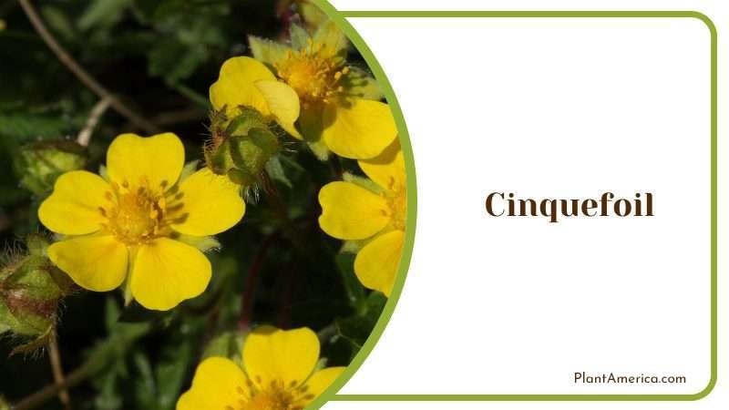 Cinquefoil Plant Plant America Cinquefoil Plant Plant America
