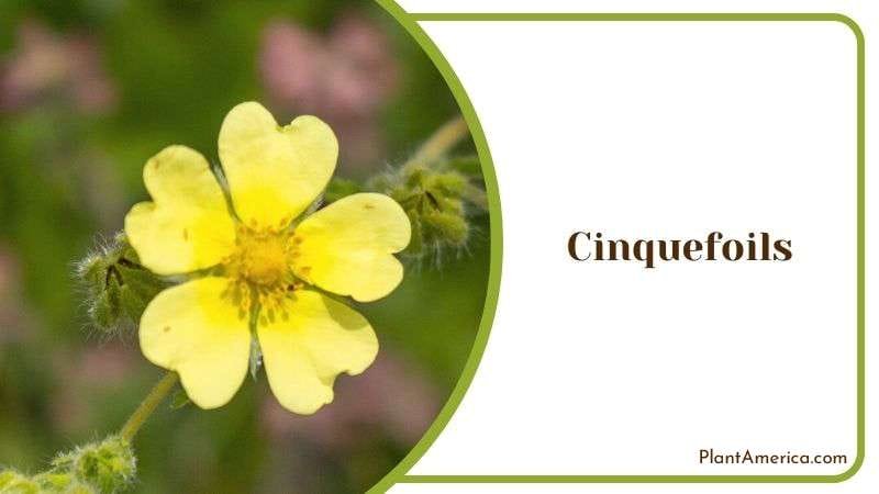 Cinquefoils Plant America