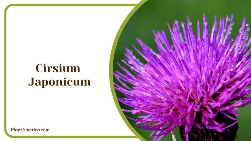Cirsium Japonicum in a Garden Plant America Cirsium Japonicum in a Garden Plant America