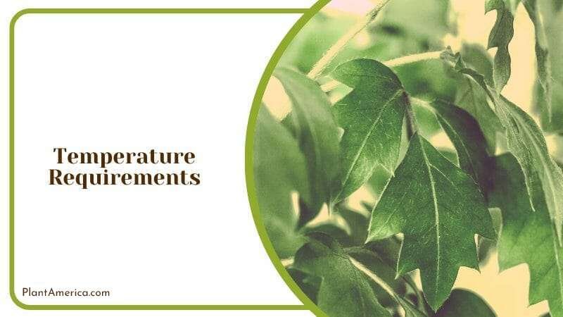 Cissus Discolor Care Conditions PlantAmerica