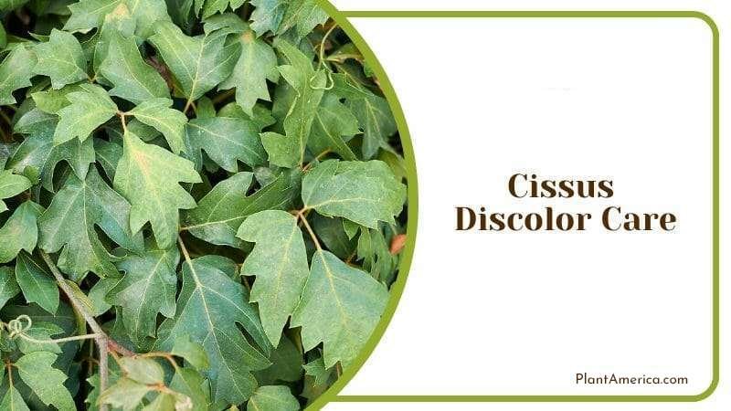 Cissus Discolor Management PlantAmerica