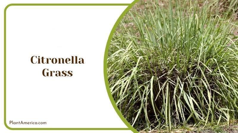 Citronella Grass Growing PlantAmerica