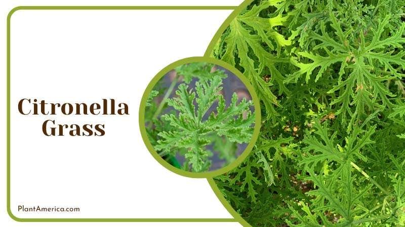 Citronella Grass essential oils that repel mosquitoes PlantAmerica