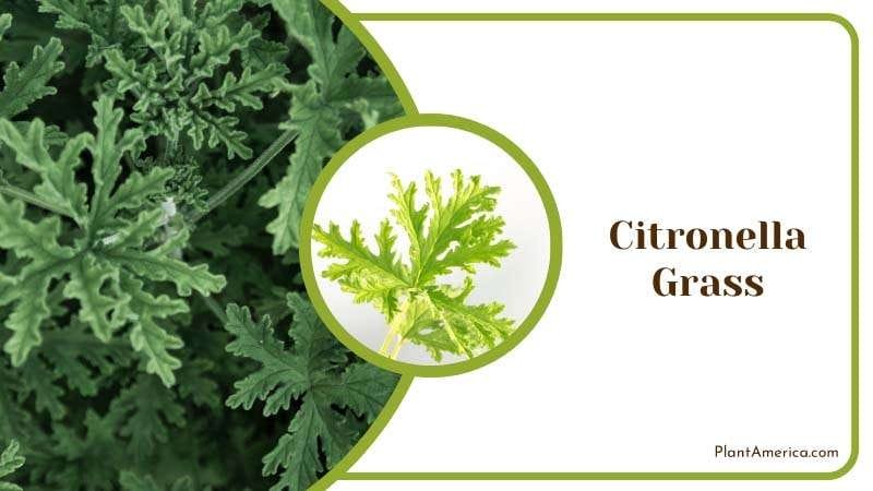 Citronella Grass insect repellent properties PlantAmerica