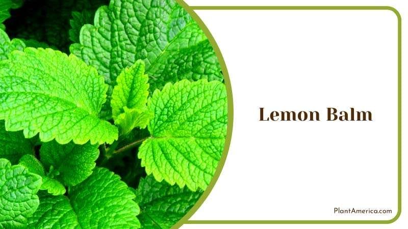 Citrus Aroma of Lemon Balm Plant America