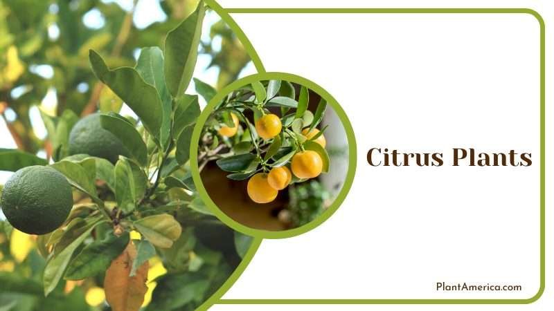 Citrus Plants for air protection Plant America