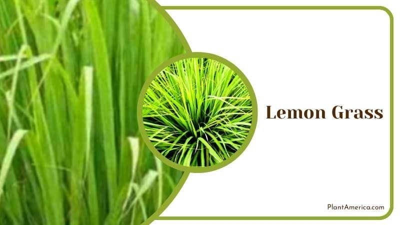 Citrusy Aroma of Lemon Grass PlantAmerica