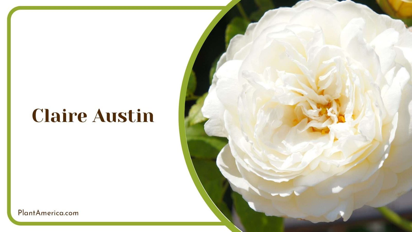 Claire Austin s Garden Is Beautiful Plant America