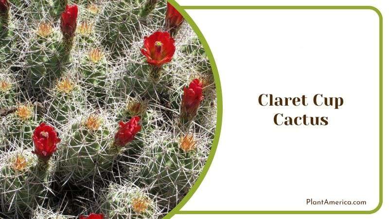 Claret Cup Cactus Succulent Plant America