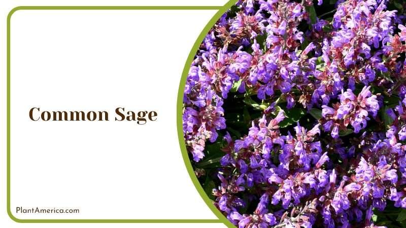 Classic Aroma of Common Sage Plant America