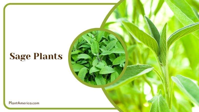 Classic Aroma of Sage Plants Plant America