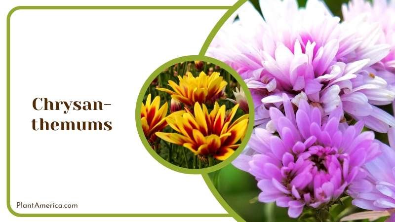 Classic Chrysanthemum Flowers Plant America