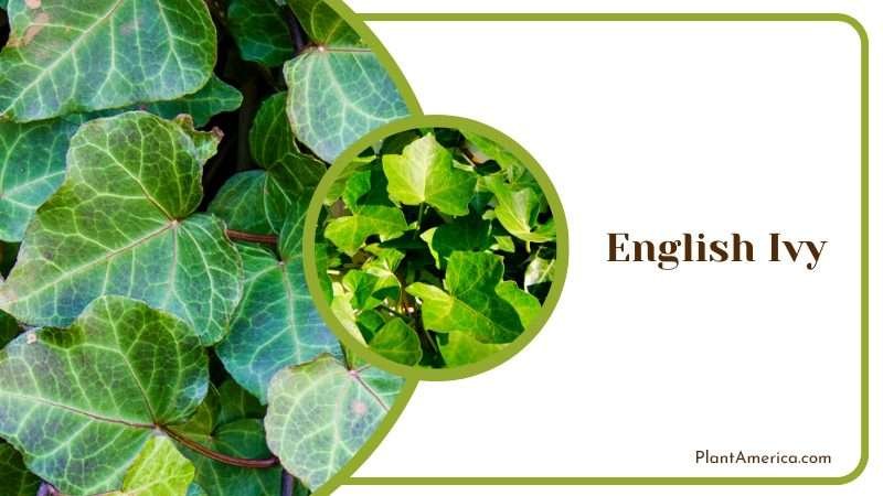 Classic English Ivy Vine Plant America