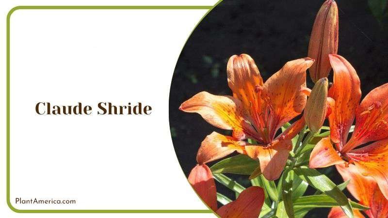 Claude Shride Plant America