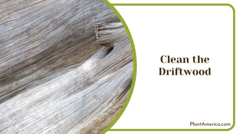 Clean the Driftwood Plant America Clean the Driftwood Plant America
