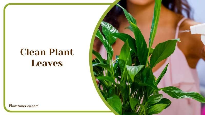 Cleaning Indoor Plants Plant America