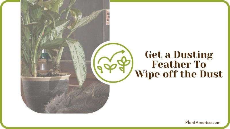 Cleaning Leaves with Dusting Feather Plant America