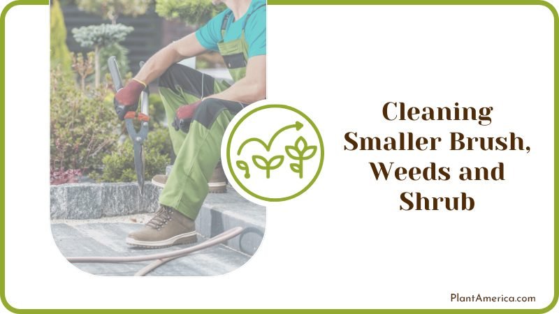 Cleaning Smaller Brush Weeds and Shrub Plant America
