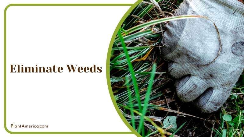 Clearing Weeds Around Shrubs Plant America