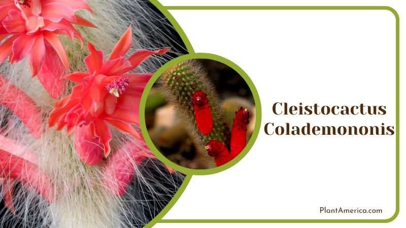 Cleistocactus Colademononis Plant America