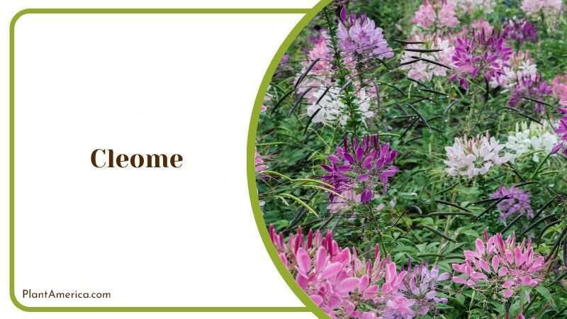 Cleome Flower Plant America Cleome Flower Plant America