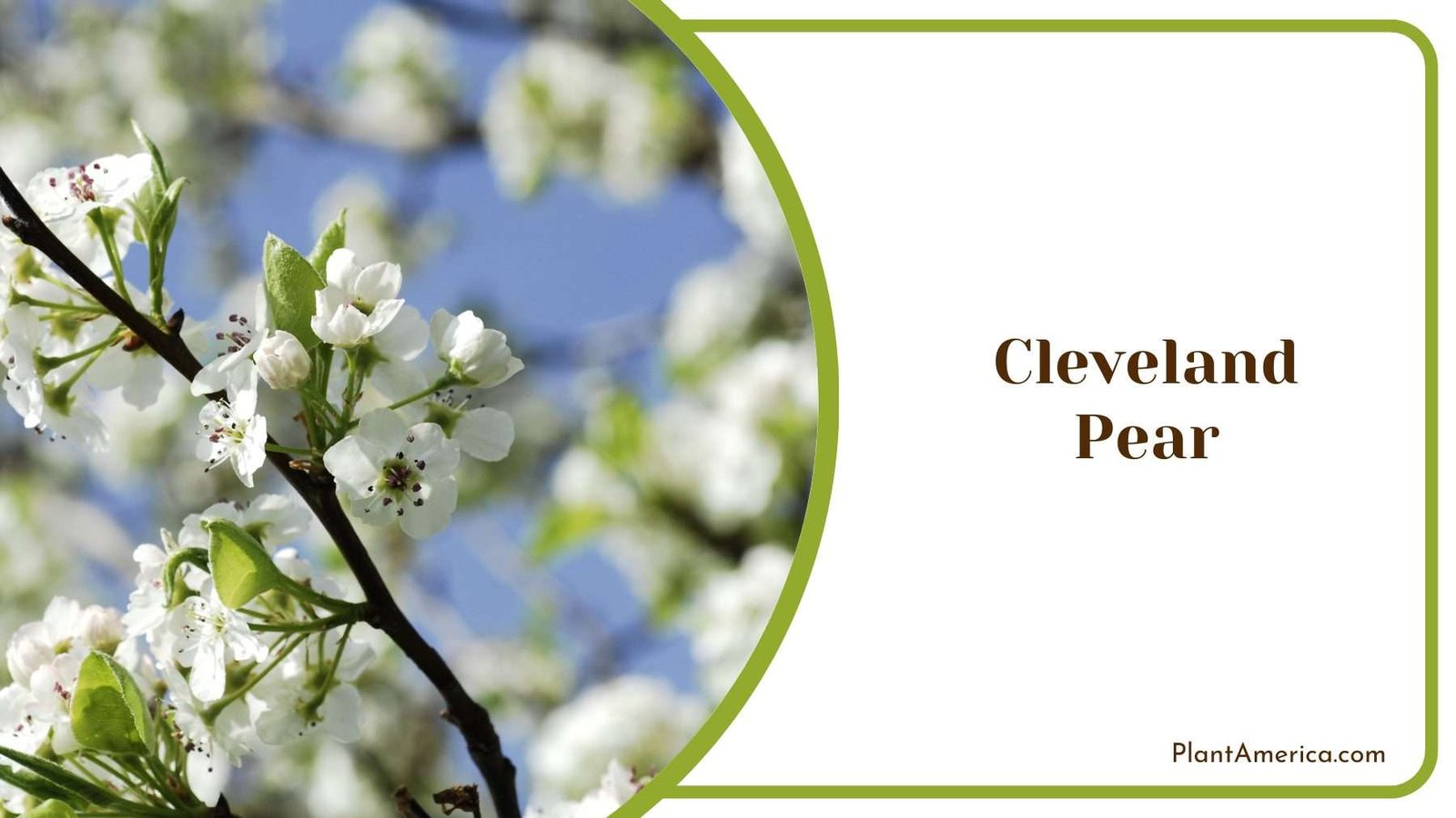 Cleveland Pear Plant America