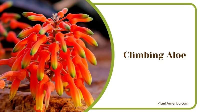 Climbing Aloe Vine