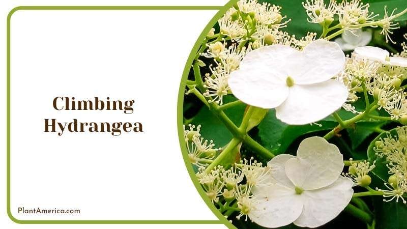 Climbing Beauty of Hydrangea Plant America