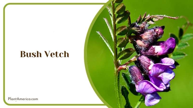 Climbing Charm of Bush Vetch Plant America