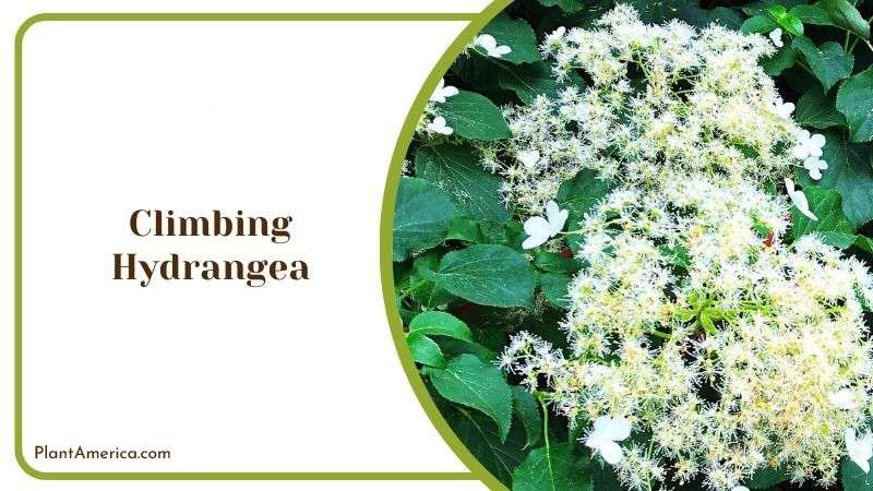 Climbing Hydrangea Plant America