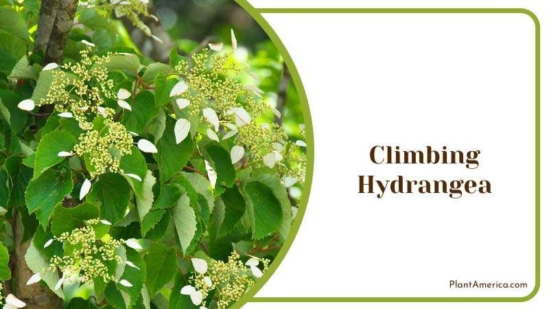 Climbing Hydrangea with White Flowers Plant America Climbing Hydrangea with White Flowers Plant America