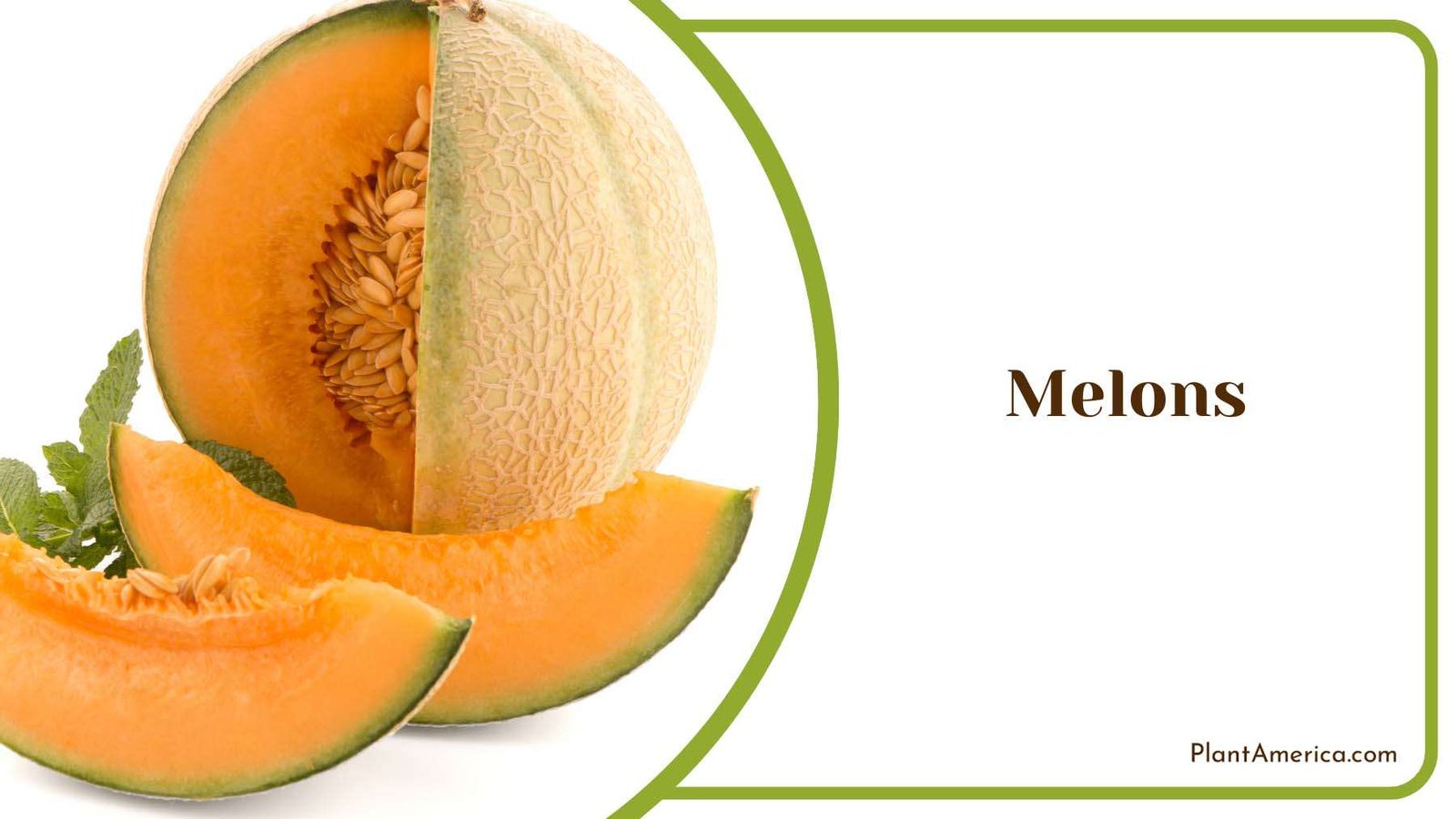 Climbing Melons Plant America
