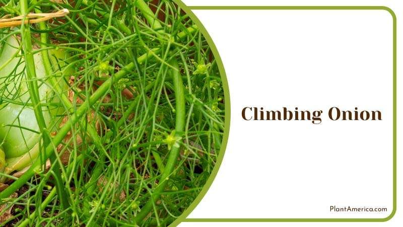 Climbing Onion peculiar indoor plant Plant America Climbing Onion peculiar indoor plant Plant America