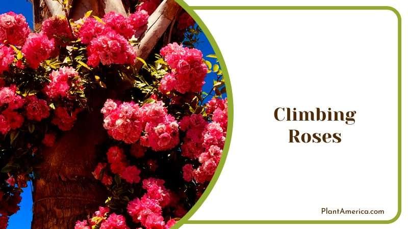 Climbing Roses Blooms in a Tree Plant America Climbing Roses Blooms in a Tree Plant America