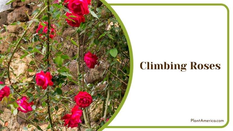 Climbing Roses on an Old House Plant America Climbing Roses on an Old House Plant America