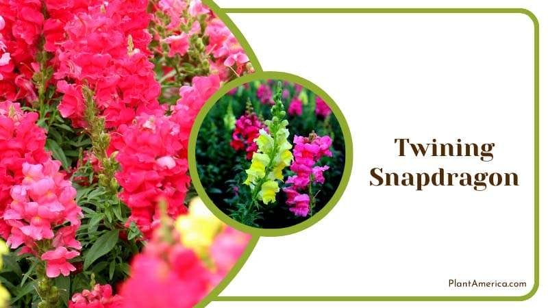 Climbing Snapdragon Plant Plant America