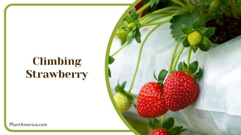 Climbing Strawberry Vines Plant America
