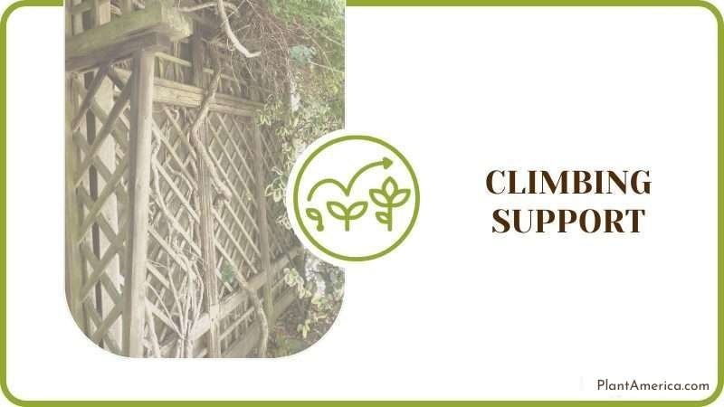 Climbing Support for Plants Plant America 1