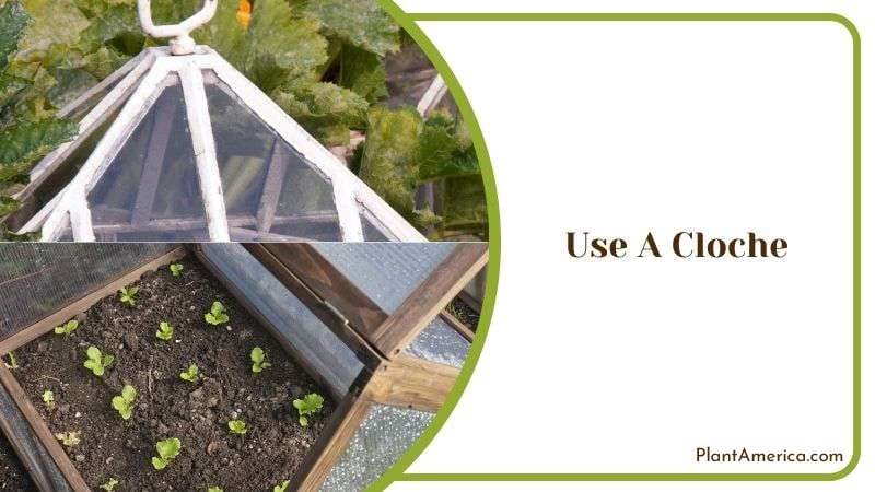 Cloche for Plant Care Plant America
