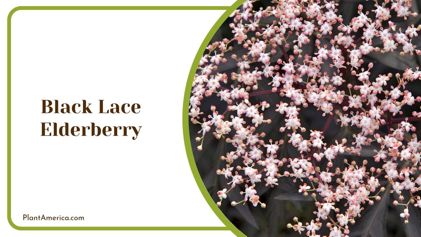 Close Look On Black Lace Elderberry Plant America