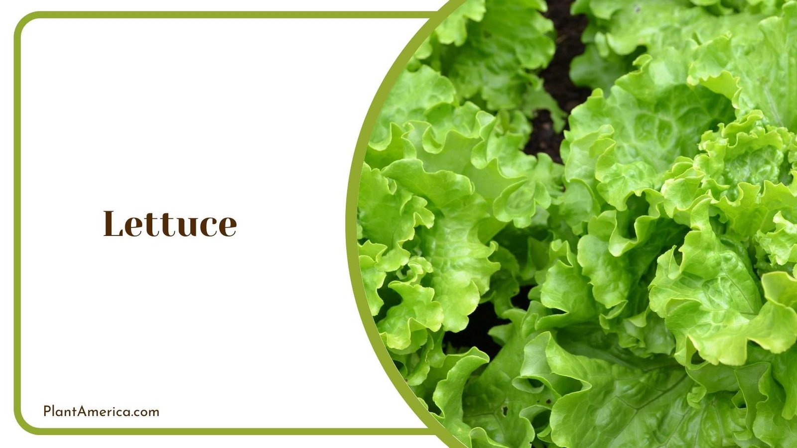 Close Look On Lettuce Plant America Close Look On Lettuce Plant America